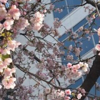 ひと足早い開花は…🌸