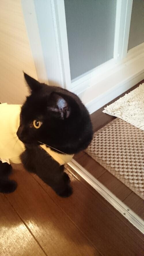 🐸出勤します🐸