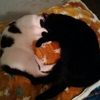 🐸出勤しました🐸