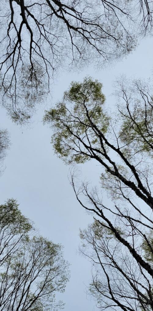 やっぱ救世主様