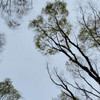 やっぱ救世主様