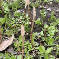 お礼申し上げます。先月撮ったつくしです。