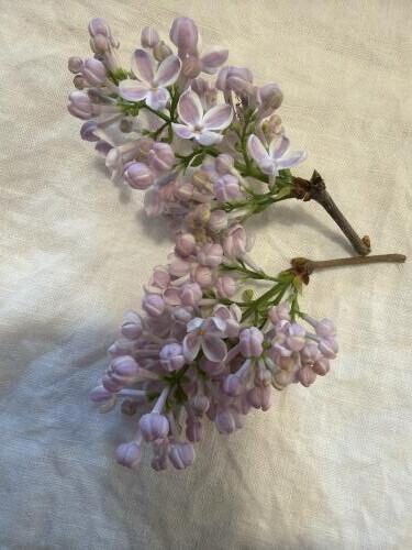 ライラックの季節♡4/20お礼