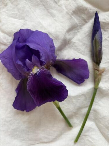 アイリス、そして4/22御礼❤️