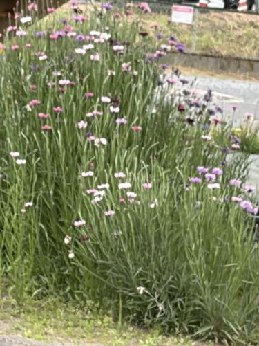 ヤグルマギク、私の憧れ