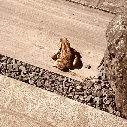 庭にカエルが居たんだの話