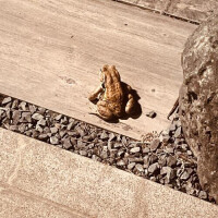 庭にカエルが居たんだの話