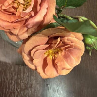 本日もお店にいます