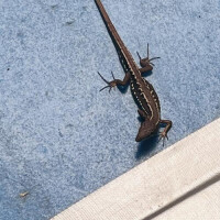 お庭にお客さま（ｷｬｰ❤︎）