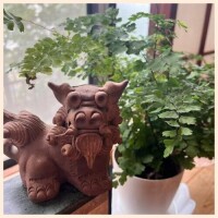 梅雨の中休み
