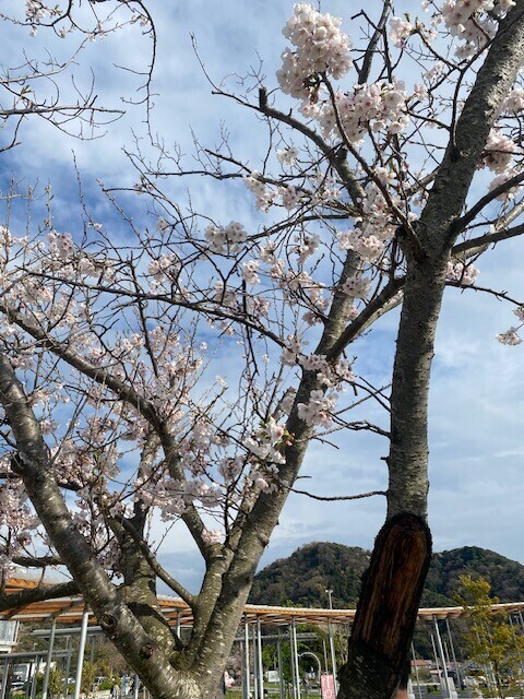 ぽかぽか