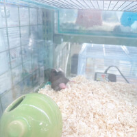 まなつ
