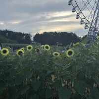 ゆあ復活します！
