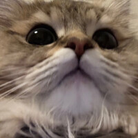 まなつ
