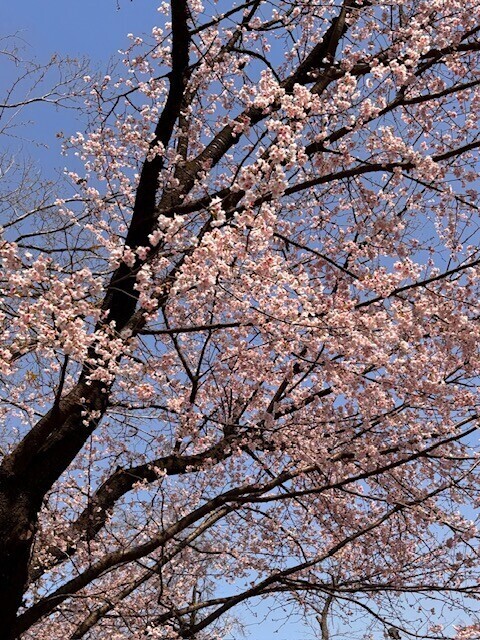 桜の季節?