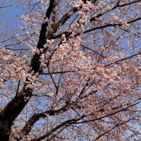桜の季節?
