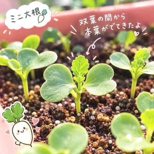 【休日】家庭菜園とおすすめ