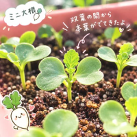 【休日】家庭菜園とおすすめ