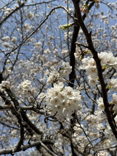 桜見てきたよ〜🌸