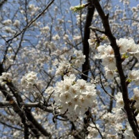 はな