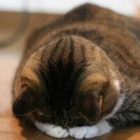 ほのか