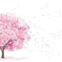 さくら