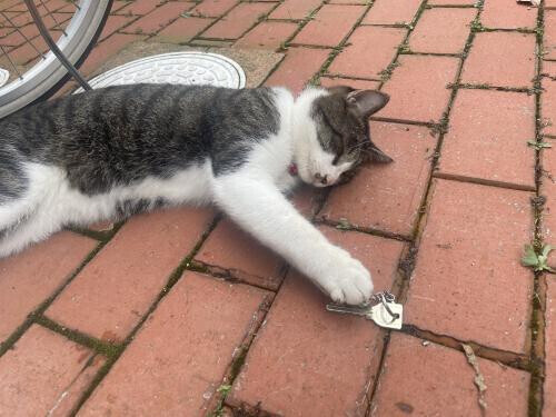 次回の出勤⸜(* ॑˘ ॑* )⸝