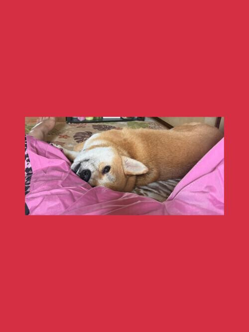 犬派🐶