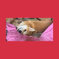 犬派🐶