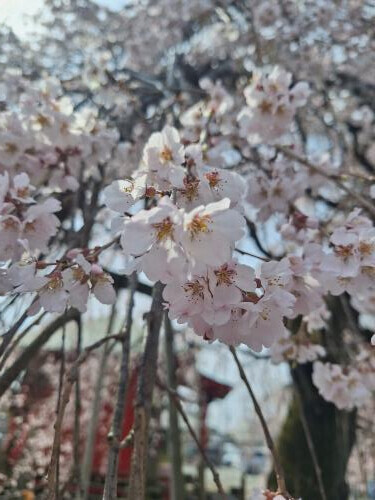 おはようございます☀︎