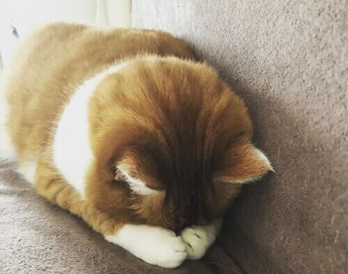 ごめんね