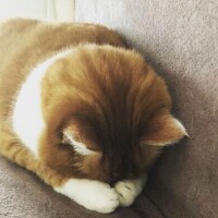 みれい