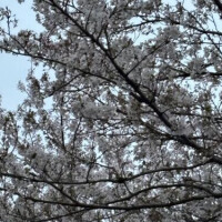 出勤予定🌸