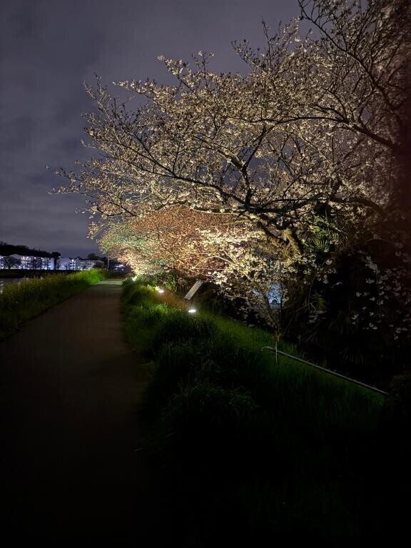 夜桜