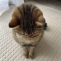 さくら