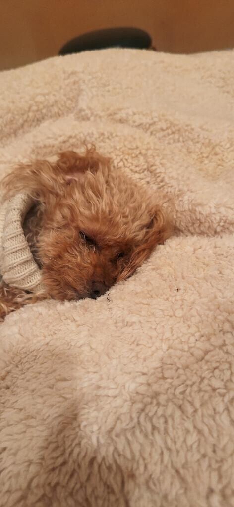 明日か明後日を最後に