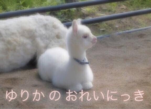 お酒に勝ったどん?? 【6日,30分】