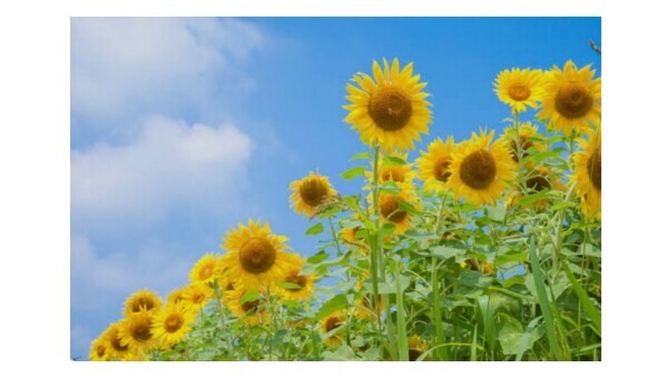 The last summer☆
