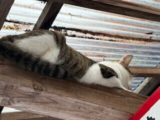 もちもちでした