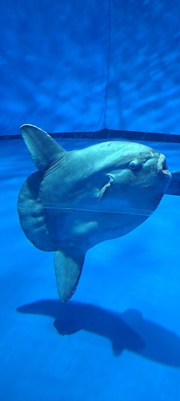 大洗水族館行ったどー！！