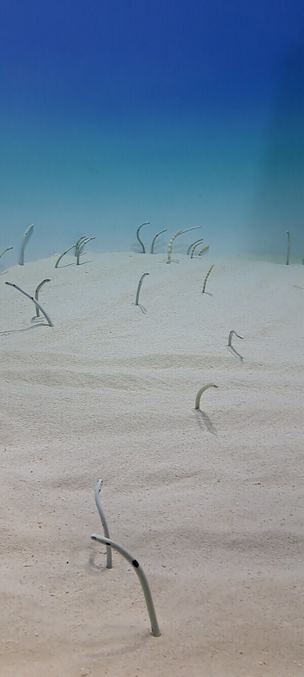茨城県民の日でしたね！