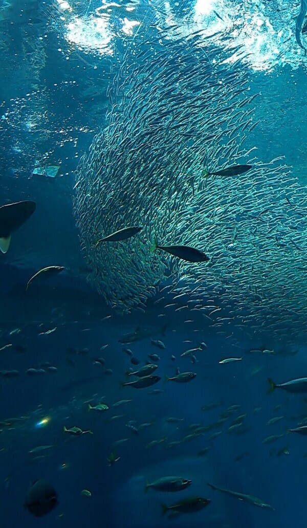 失敗した～！おじさん