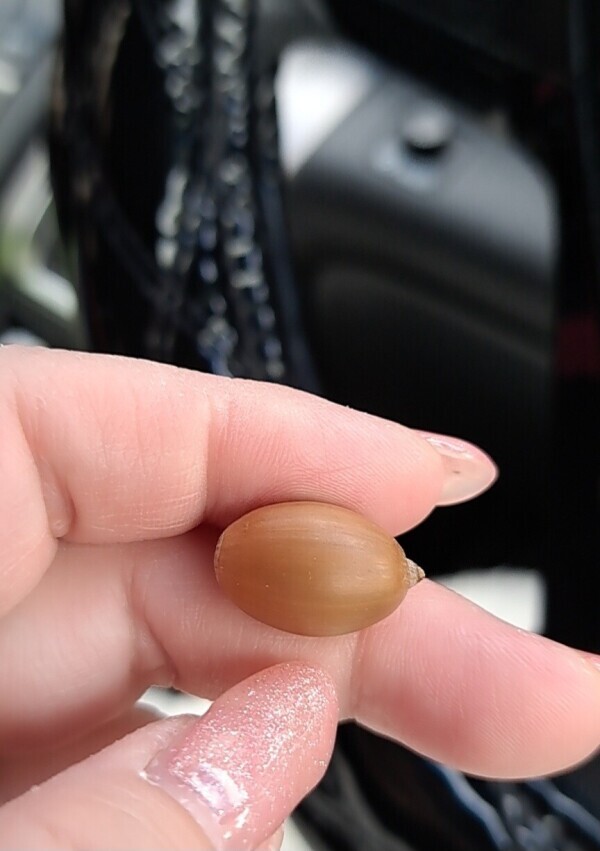 どんぐりコロコロどんぶりこ～♪