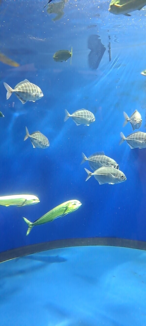 レイアースか、、、