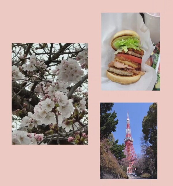 桜
