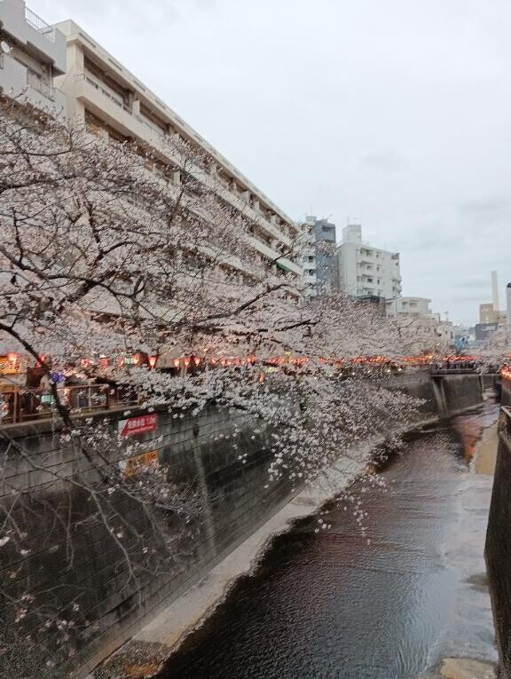 お花見?