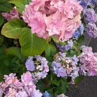 シトシト日曜日
