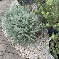 植物