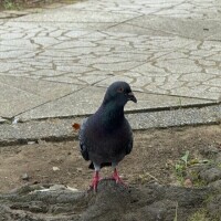馬橋の鳩🐦