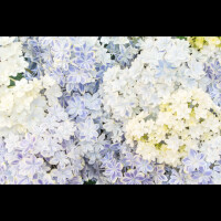 今日も